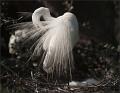 178 - PREENING EGRET ON NEST - CHILDREY CANDY - united states